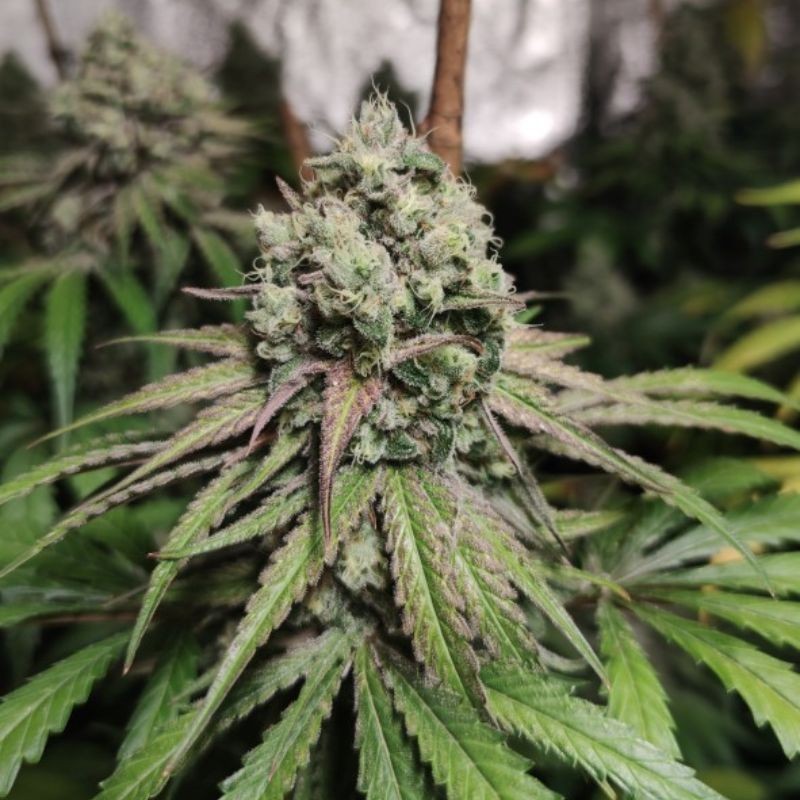 Nasiona marihuany Mont Blanc - opis odmiany konopi
