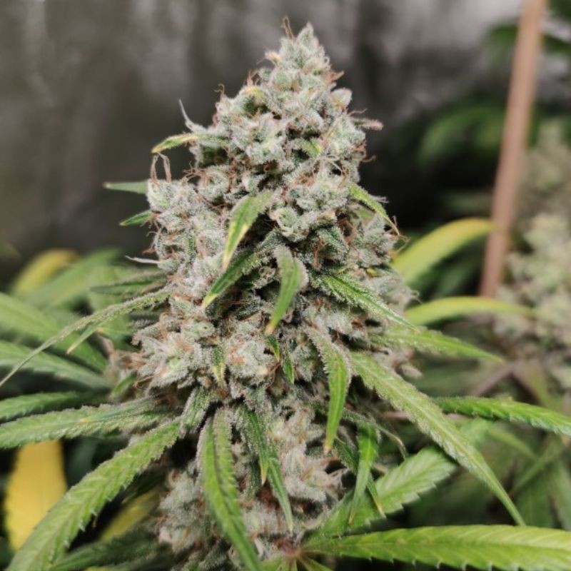 Nasiona marihuany Critical Hog - odmiana konopi