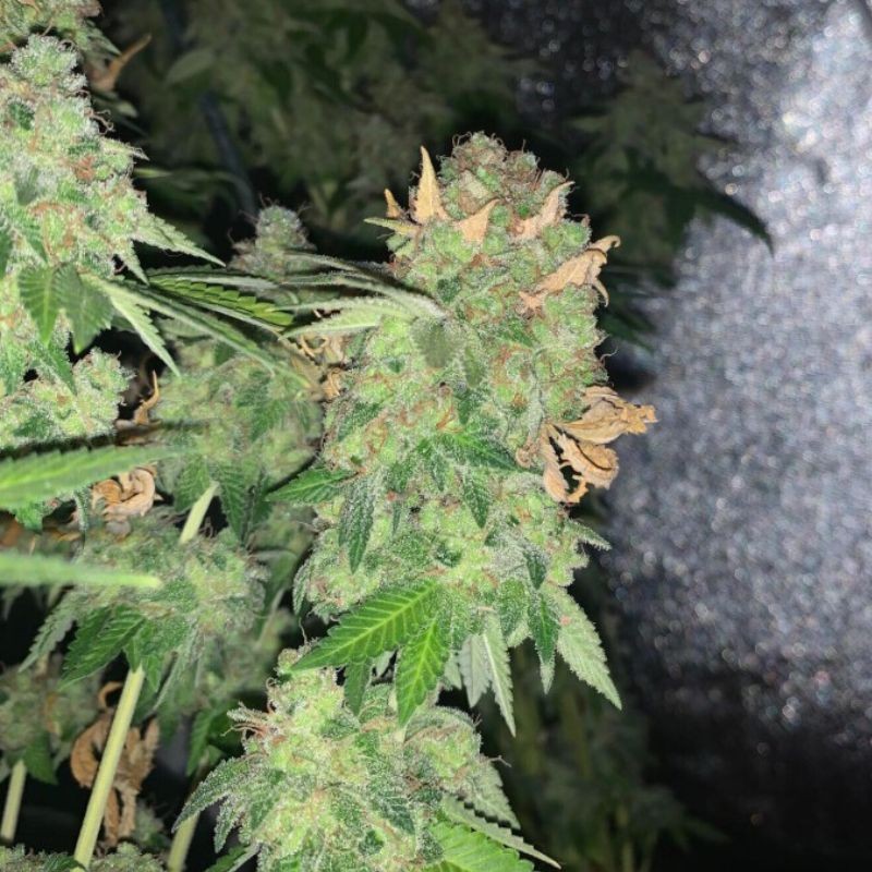 Nasiona marihuany Mk Ultra - opis odmiany konopi