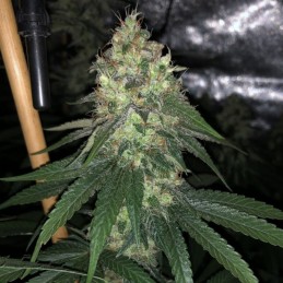 Nasiona marihuany Melon Vader - opis odmiany konopi