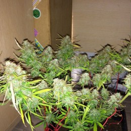 Nasiona marihuany M.O.B. - opis odmiany konopi