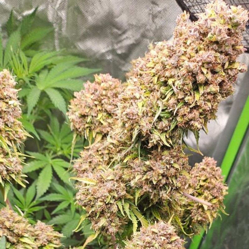 Nasiona marihuany Lambo Regular - opis odmiany konopi