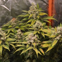 Nasiona marihuany LA S.A.G.E. CBD - opis odmiany konopi