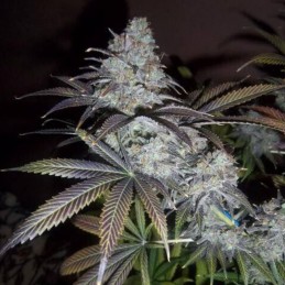 Nasiona marihuany La S.A.G.E. - opis odmiany konopi