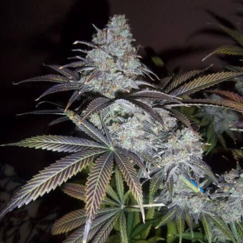 Nasiona marihuany La S.A.G.E. - opis odmiany konopi