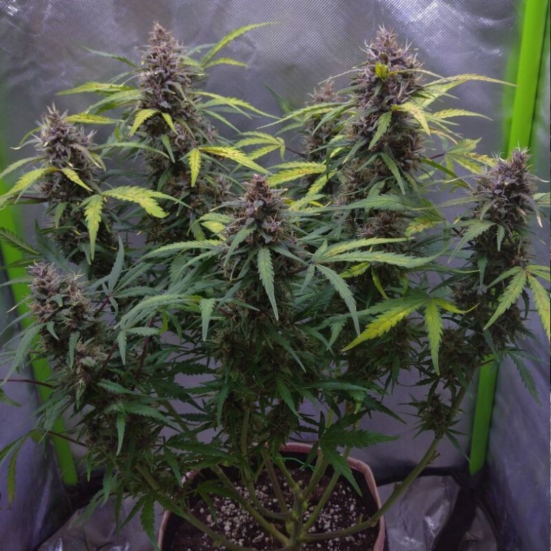 Nasiona marihuany Kushage - opis odmiany konopi