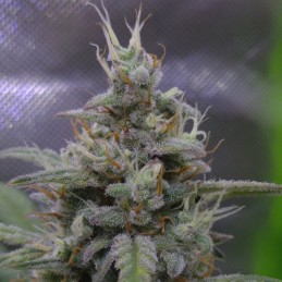 Nasiona marihuany Gelato Cake - odmiana konopi