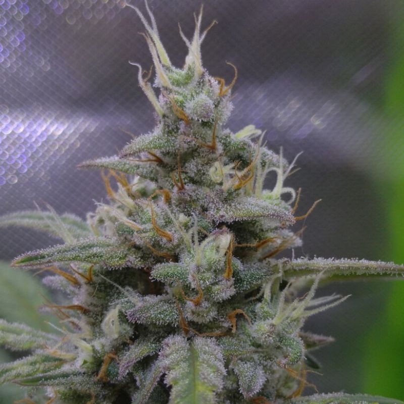 Nasiona marihuany Gelato Cake - odmiana konopi