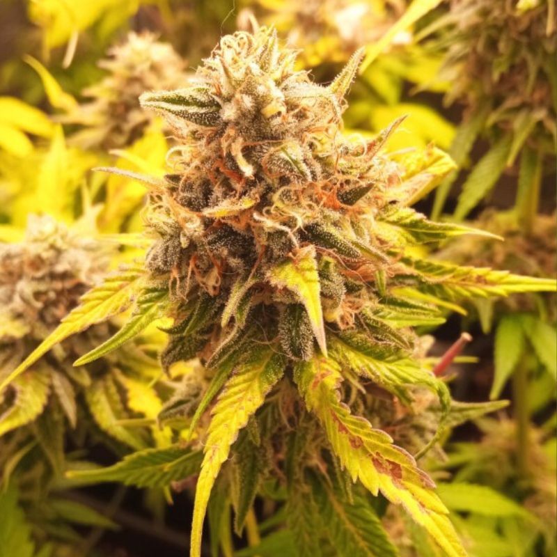 Nasiona marihuany French Macaron - odmiana konopi