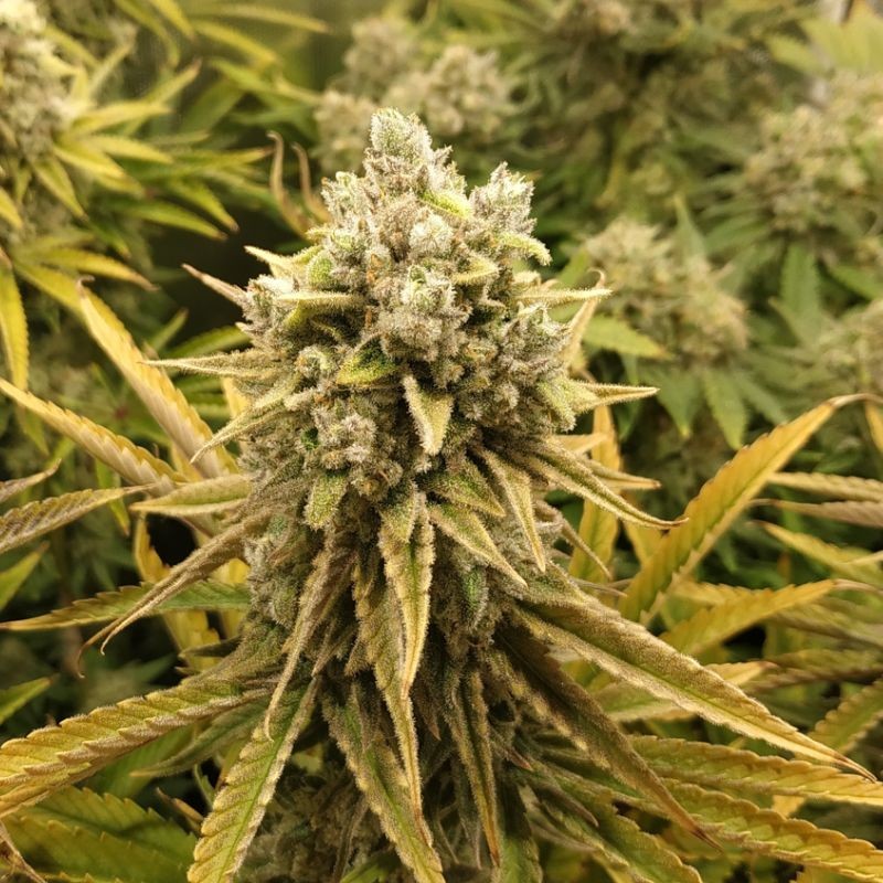 Nasiona marihuany Darkstar - odmiana konopi