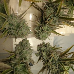 Nasiona marihuany Citron Givre - odmiana konopi