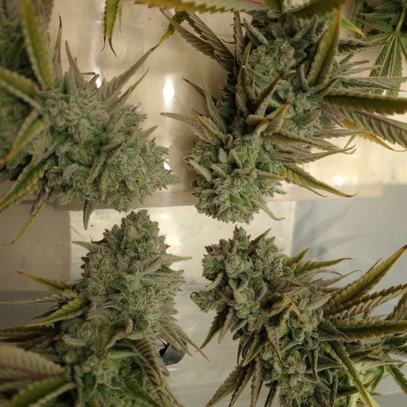 Nasiona marihuany Citron Givre - odmiana konopi