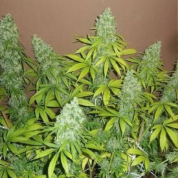 Nasiona marihuany automatyczne Auto Northern Hog - odmiana konopi