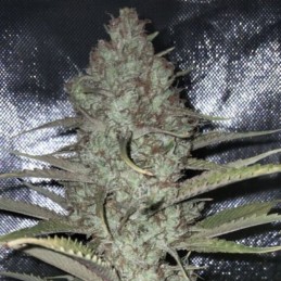 Nasiona marihuany automatyczne Auto Mk Ultra - odmiana konopi