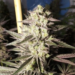 Nasiona marihuany French Cookies - odmiana konopi