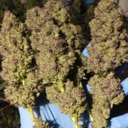 Nasiona marihuany automatyczne Auto Critical Hog - odmiana konopi