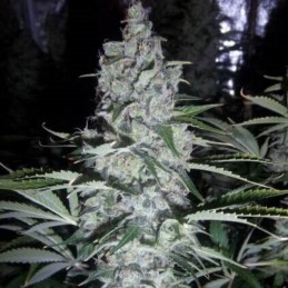 Nasiona marihuany Akorn - odmiana konopi