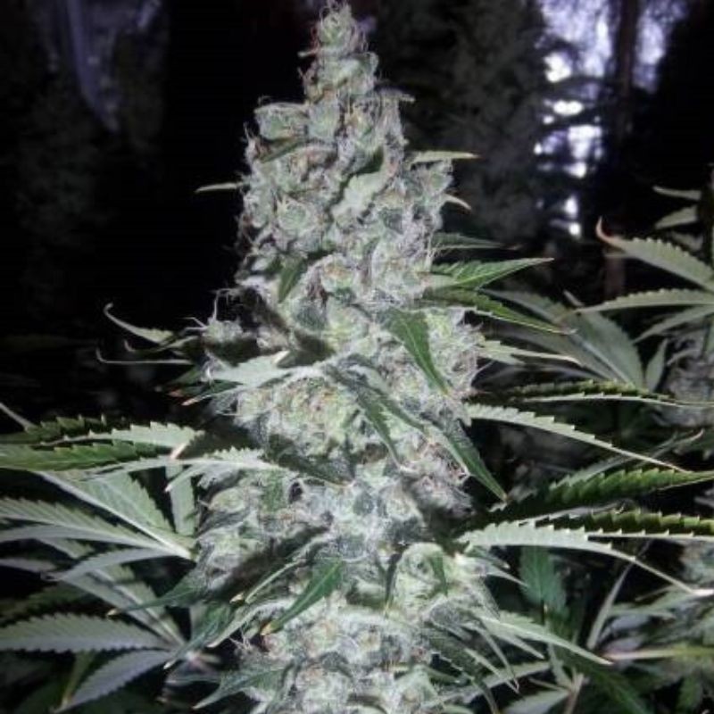 Nasiona marihuany Akorn - odmiana konopi