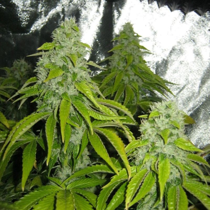 Nasiona marihuany Chicle Aka Bubbledawg - odmiana konopi