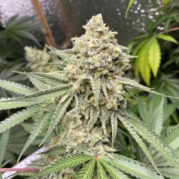 Nasiona marihuany automaty Zkittlez Auto - opis odmiany konopi