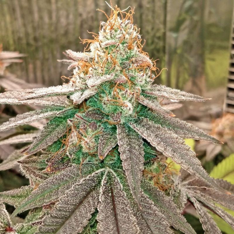 nasiona marihuany fast flowering White Widow Fast - opis odmiany konopi