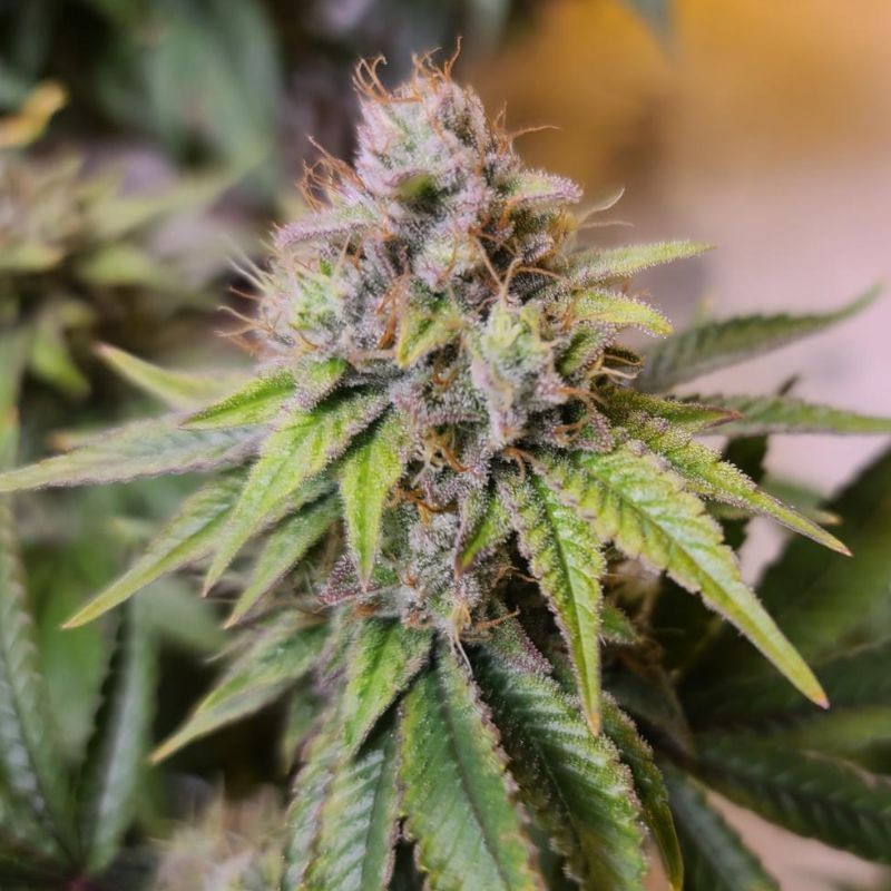 Nasiona marihuany automatyczne Purple Kush 1:1 Auto - opis odmiany konopi