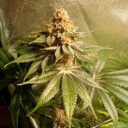 Nasiona marihuany Power Africa x MK Ultra Fast - opis odmiany konopi