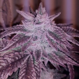 Nasiona marihuany automatyczne Pink Kush CBD 30:1 Auto - opis odmiany konopi