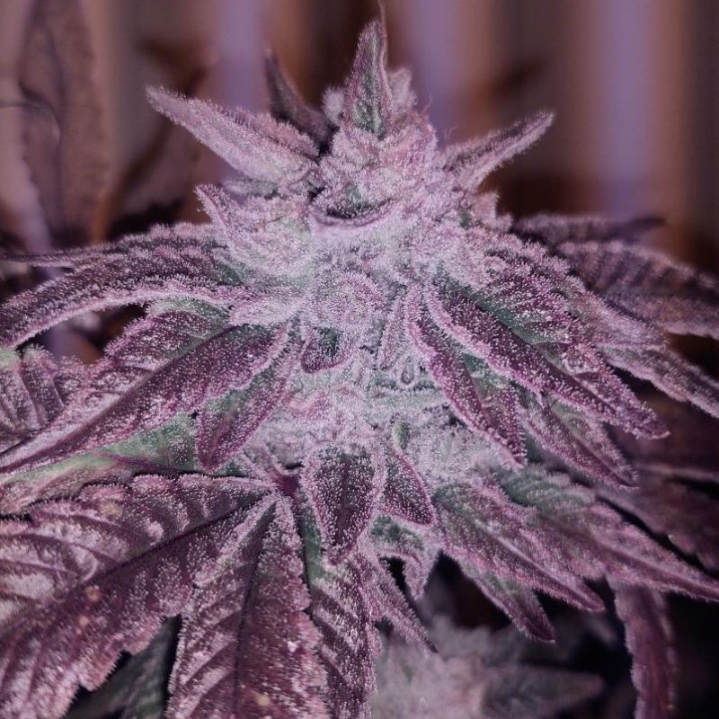 Nasiona marihuany automatyczne Pink Kush CBD 30:1 Auto - opis odmiany konopi