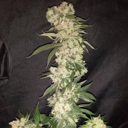 Nasiona marihuany Peyote Gorilla - opis odmiany konopi