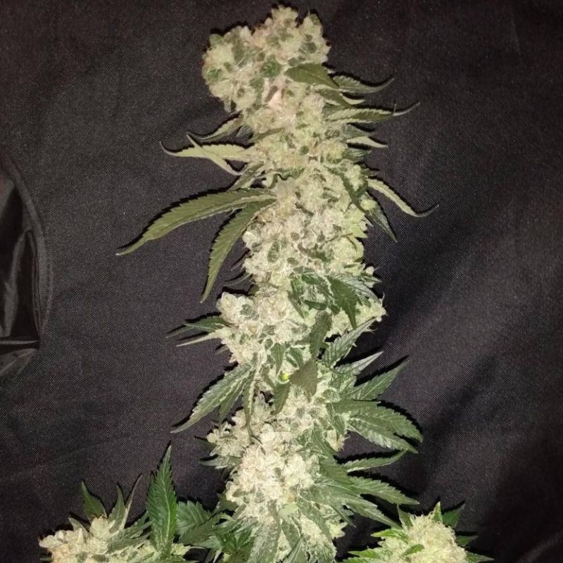 Nasiona marihuany Peyote Gorilla - opis odmiany konopi