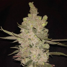 Nasiona marihuany Alaskan Purple - odmiana konopi