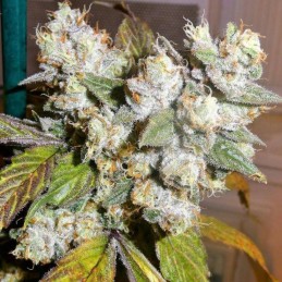 Nasiona marihuany Jack Herrer - opis odmiany konopi