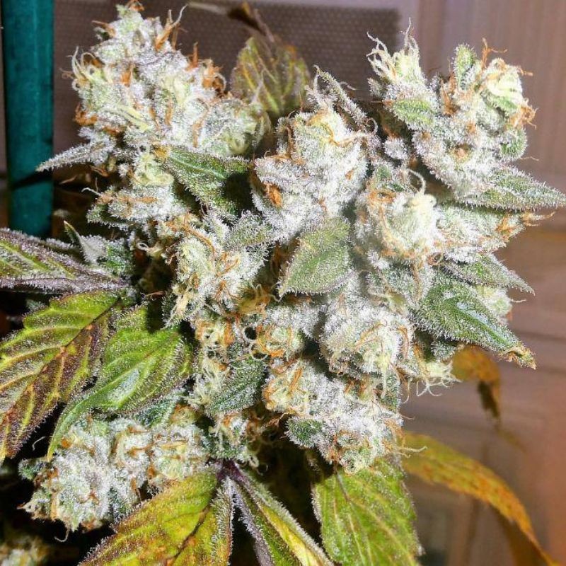 Nasiona marihuany Jack Herrer - opis odmiany konopi