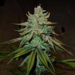 Nasiona marihuany automatyczne Gelat.OG Auto - odmiana konopi