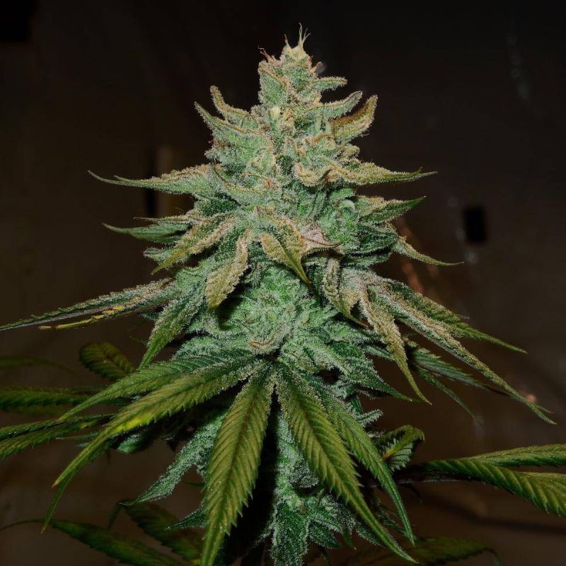 Nasiona marihuany automatyczne Gelat.OG Auto - odmiana konopi