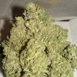 Nasiona marihuany medycznej Doctor CBD 30:1 - odmiana konopi