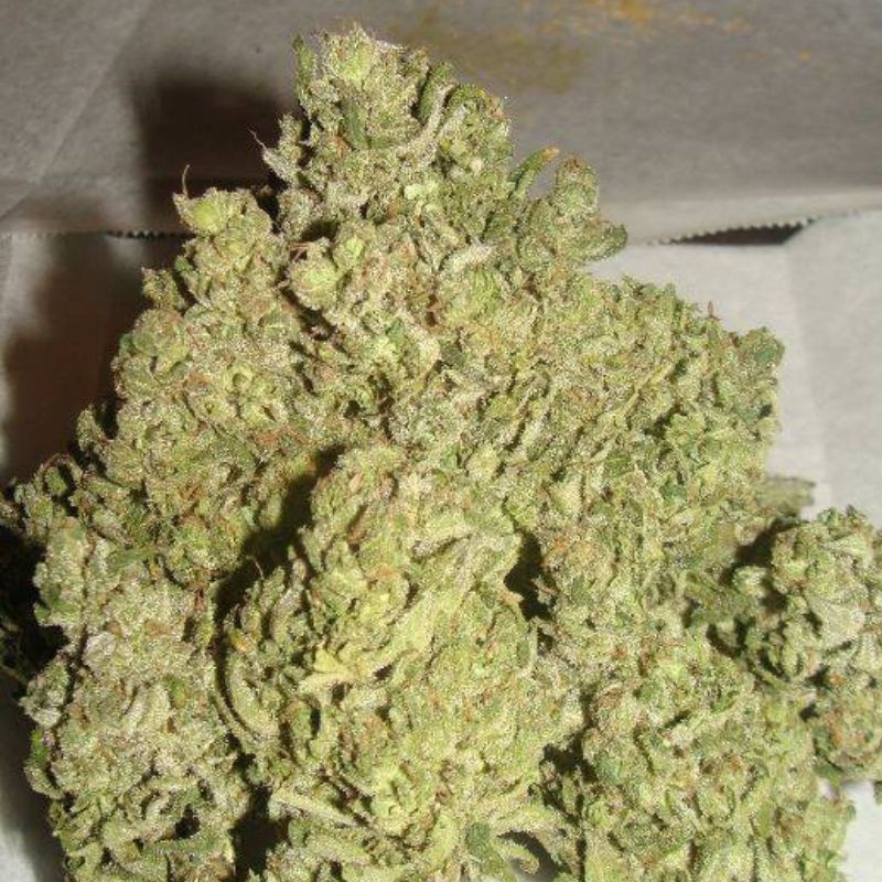 Nasiona marihuany medycznej Doctor CBD 30:1 - odmiana konopi