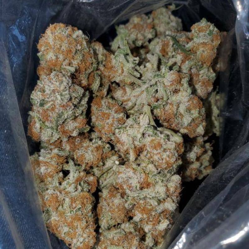 Nasiona marihuany medycznej Cookies Chill CBD 2:1 - odmiana konopi