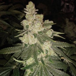 Medyczne nasiona marihuany CBD Shark Shock - odmiana konopi