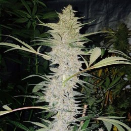 Medyczne nasiona marihuany CBD Hash Plant - odmiana konopi