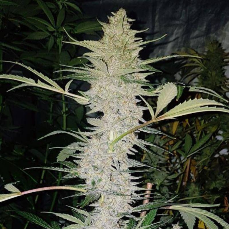 Medyczne nasiona marihuany CBD Hash Plant - odmiana konopi