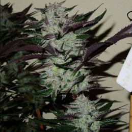 Nasiona marihuany Candy Cream - odmiana konopi