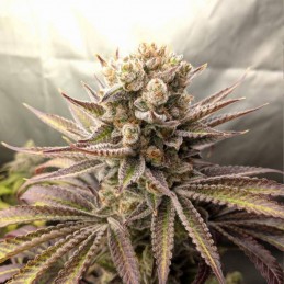 Nasiona marihuany California Orange - odmiana konopi