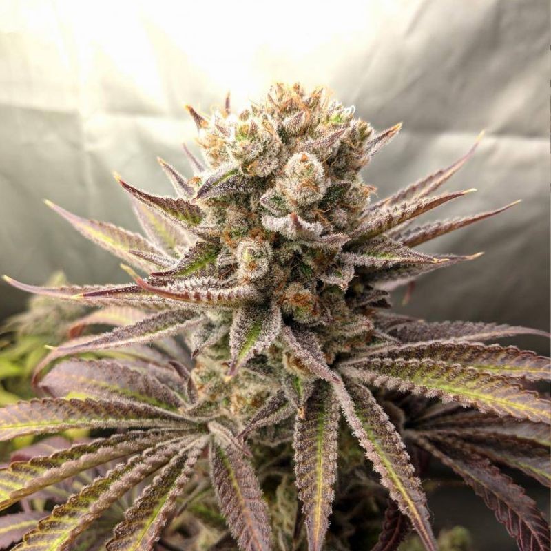 Nasiona marihuany California Orange - odmiana konopi