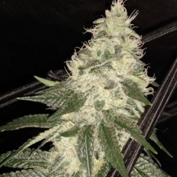 Nasiona marihuany C99 X Blueberry Fast - odmiana konopi