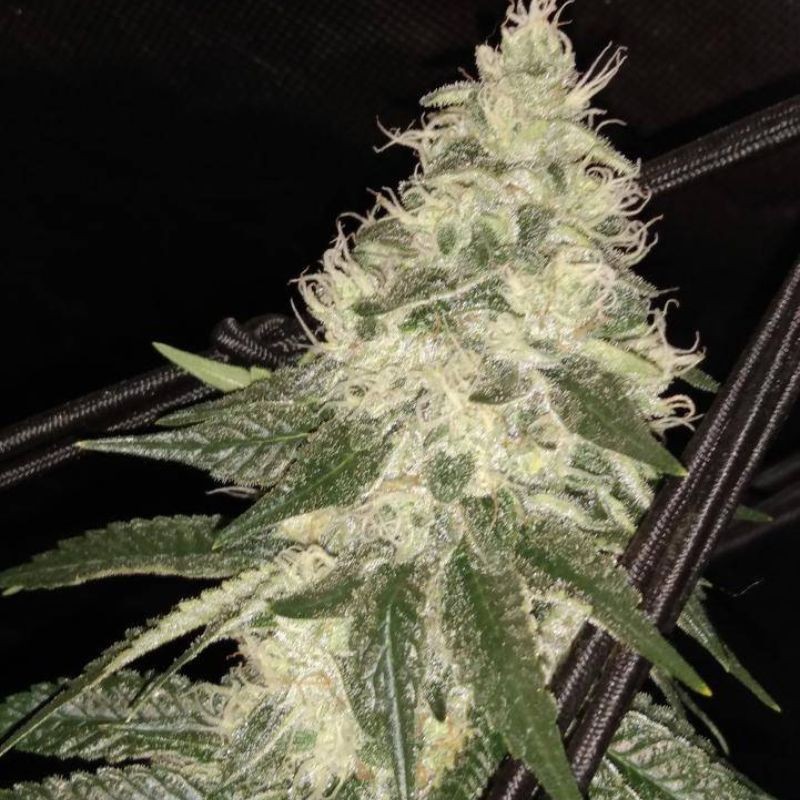 Nasiona marihuany C99 X Blueberry Fast - odmiana konopi