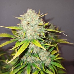 Nasiona marihuany Big Nugs Fast - odmiana konopi