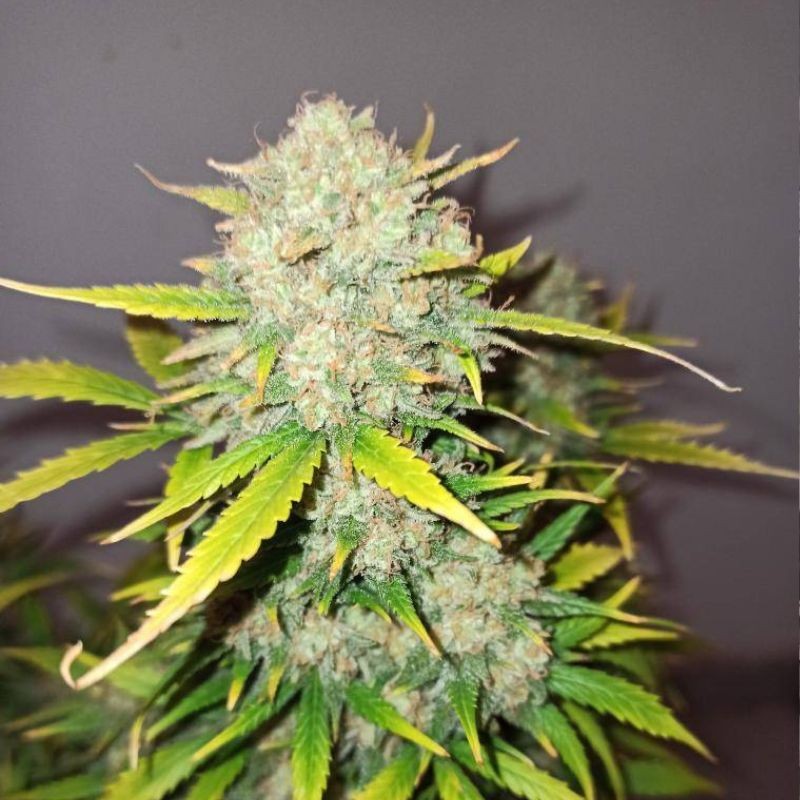 Nasiona marihuany Big Nugs Fast - odmiana konopi