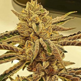 Nasiona marihuany automatyczne Auto Sweet Tooth - odmiana konopi
